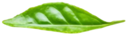 shape